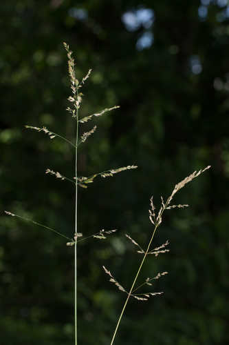 Poa trivialis #3